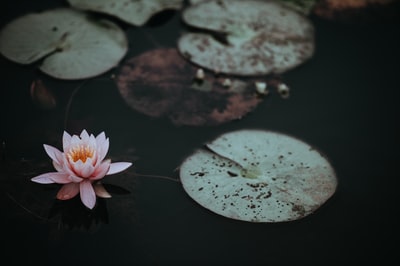 粉红莲花微光照